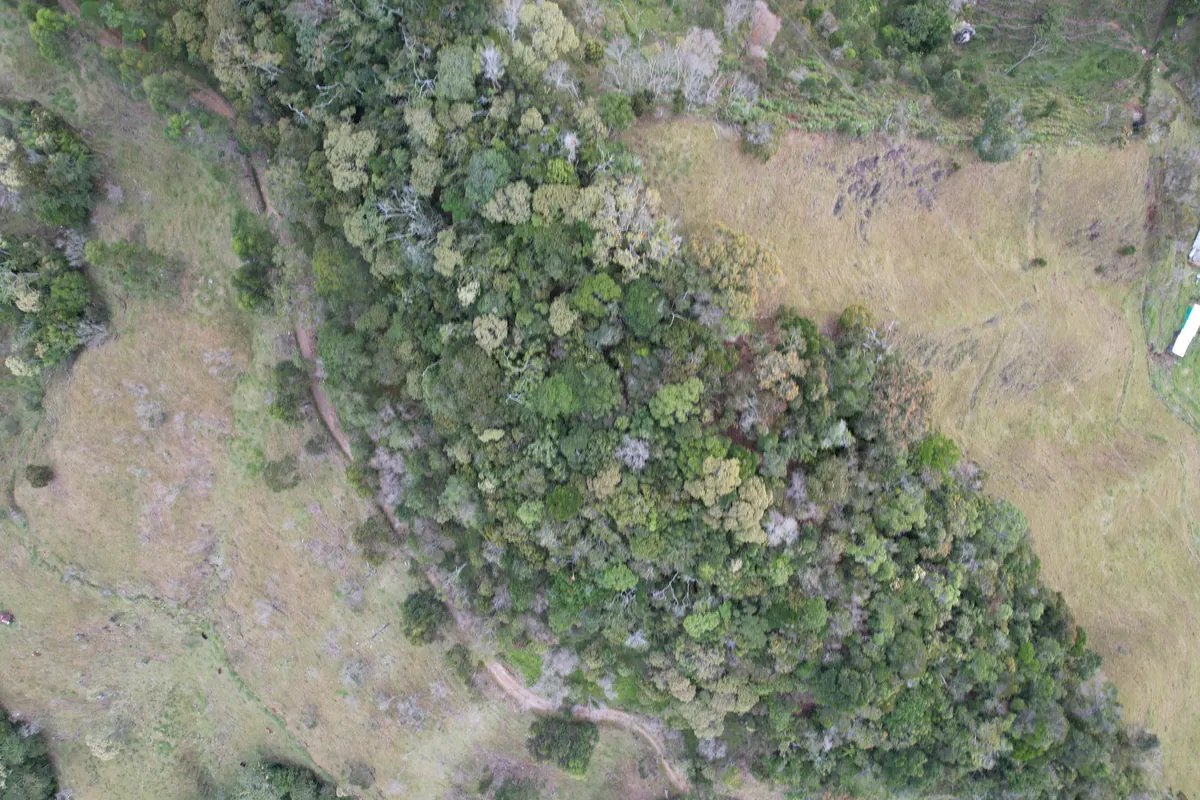 Bosque nativo dentro del proyecto de lotes campestres Vista Hermosa en Guatapé